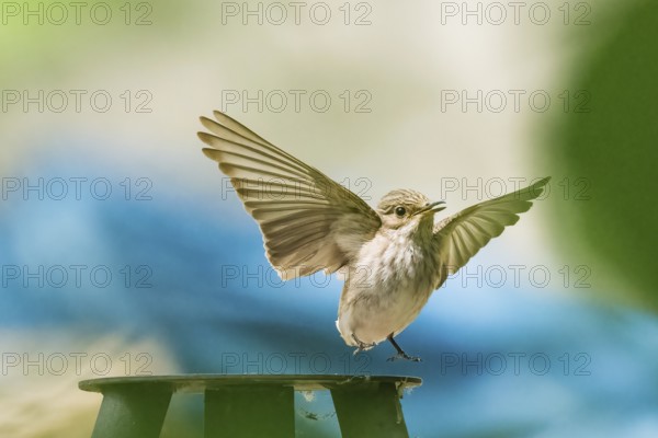 A grey flycatcher (Muscicapa striata) takes off from a metal platform with outstretched wings, Hesse, Germany