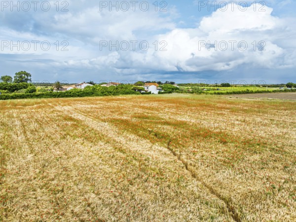 Red poppies in the cereal field from a drone