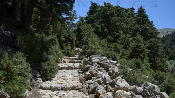 A stony path through a dense green forest under a blue sky, Abandoned Village, Lost Place, Pyli, Paleo Pyli, Byzantine Fortress, Kos, Dodecanese, Greek Islands, Greece