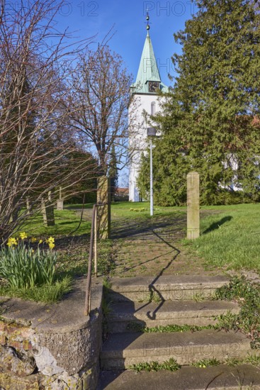 Evangelical Lutheran Church Hille, daffodil (Narcissus pseudonarcissus), wall, stairs, bare winter trees, blue cloudless sky, Eickhorster Straße, Hille, Mühlenkreis Minden-Lübbecke, North Rhine-Westphalia, Germany