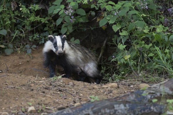 Badger (Merles merles) on a building site, Wittlich, Rhineland-Palatinate, Germany