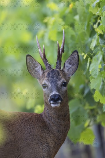 Roebuck in the vineyard in summer, Wittlich, Rhineland-Palatinate, Germany