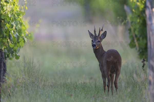 Roebuck in the vineyard in summer, Wittlich, Rhineland-Palatinate, Germany
