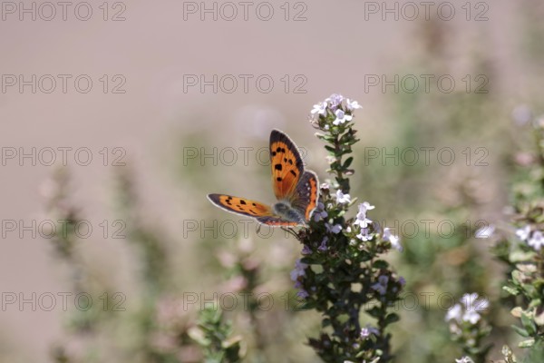 Small copper (Lycaena phlaeas), orange, thyme, colours, The butterfly sucks nectar from the thyme flowers