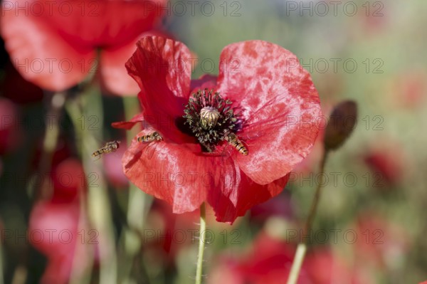 Hoverflies (Syrphidae), red poppy (Papaver rhoeas), macro, garden, Three hoverflies visiting poppy flower