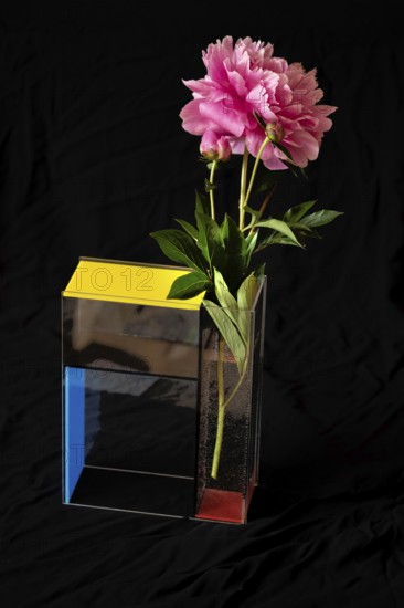 Peony (Paeonia) in a modern vase, designed by the artist Piet Mondrean, Bavaria, Germany