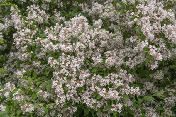 Flowering weigela (Weigela), Bavaria, Germany