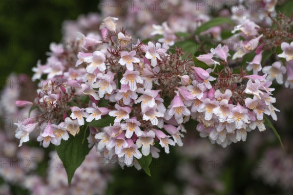 Blossoms of a Weigela (Weigela), Bavaria, Germany