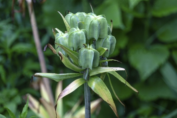 Seed head of the imperial crown (Fritillaria imperialis), Bavaria, Germany