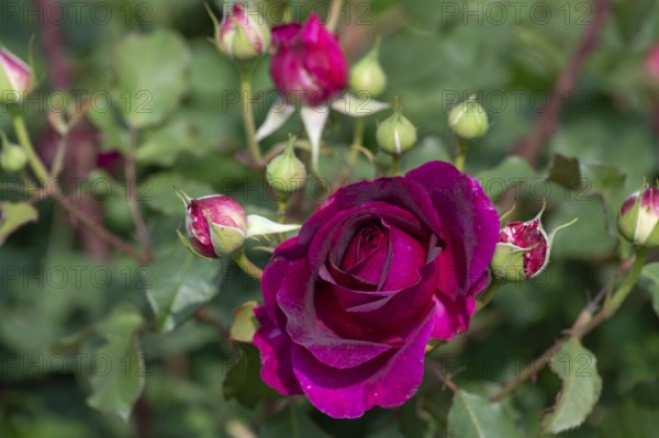 Red rose petals (Rosa) and buds, Bavaria, Germany