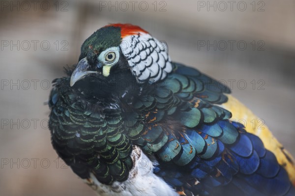 Diamond pheasant (Chrysolophus amherstiae) in an aviary, Bavaria, Germany