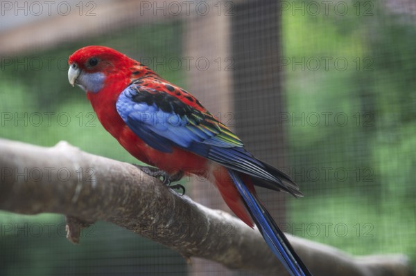 Rosella parakeet (Platycercus eximius) in a voile, Bavaria, Germany