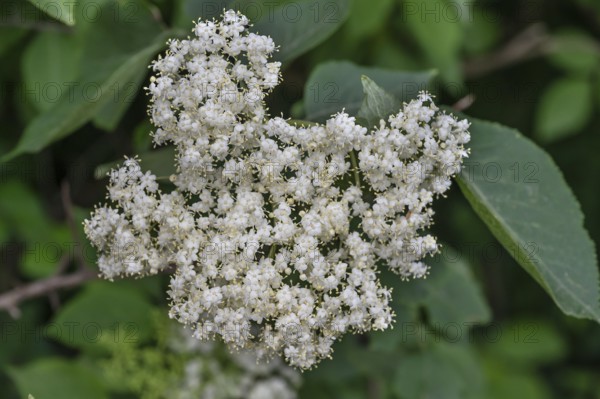 Black elderflower (Sambucus), Bavaria, Germany