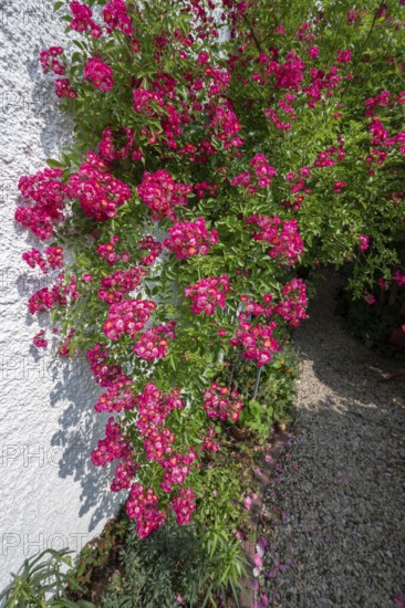 Climbing, small-flowered rose (Rosa), Bavaria, Germany