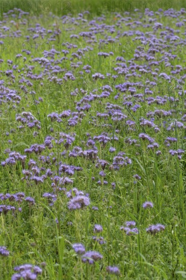Bee friend (Phacelia), Bavaria, Germany