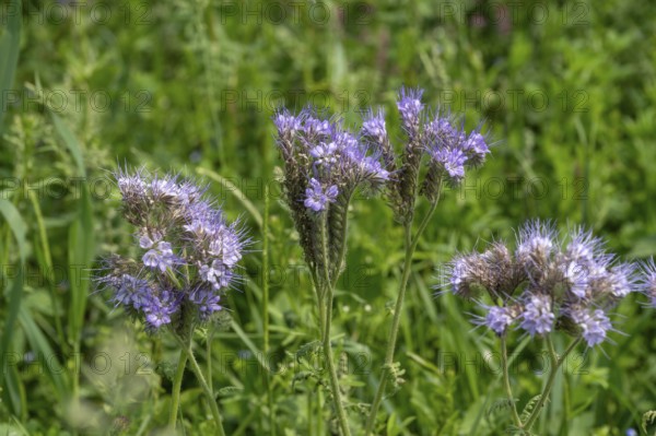 Bee friend (Phacelia), Bavaria, Germany