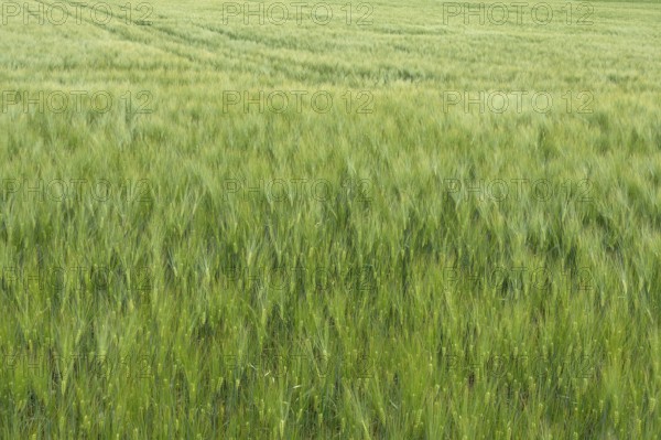 Immature barley field (Hordeum vulgare), Bavaria, Germany