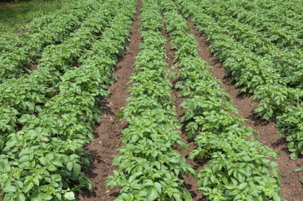 Potato cultivation (Solanum tuberosum), Bavaria, Germany