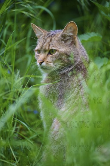 Wildcat (Felis silvestris), sitting attentively in tall grass, surrounded by lush vegetation, Germany