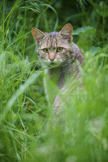 Wildcat (Felis silvestris), looking curiously through the dense grass in a natural environment, Germany