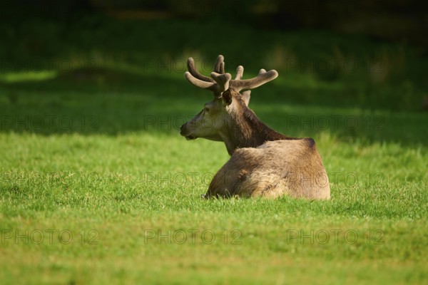 Red deer (Cervus elaphus), with antlers resting on a green meadow, Germany