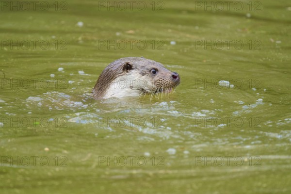 European otter (Lutra lutra), swimming in the water, small bubbles surrounding it, Germany