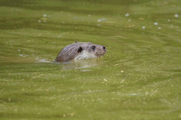 European otter (Lutra lutra), swimming elegantly through the green water, observing, Germany