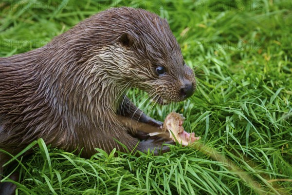 European otter (Lutra lutra), chewing on a piece of fish lying in the grass, Germany