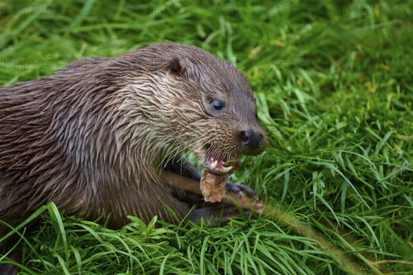 European otter (Lutra lutra), hungry otter with open mouth feeding in the grass, Germany