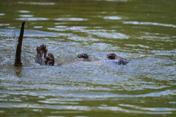 European otter (Lutra lutra), swimming playfully on its back in the water, Germany