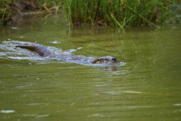 European otter (Lutra lutra), swimming calmly through the water close to the shore, Germany