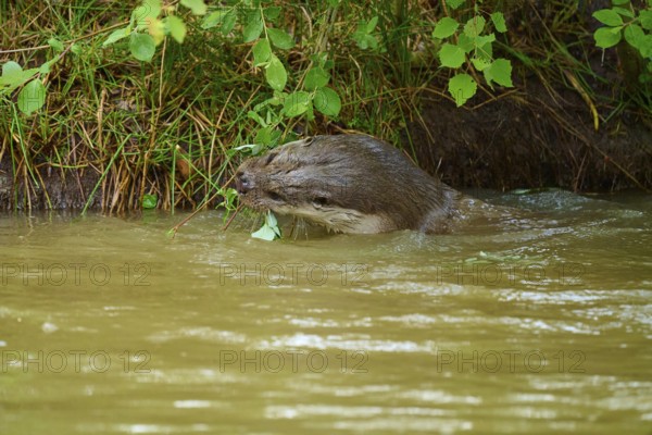 European otter (Lutra lutra), swimming on the shore and examining leaves, Germany
