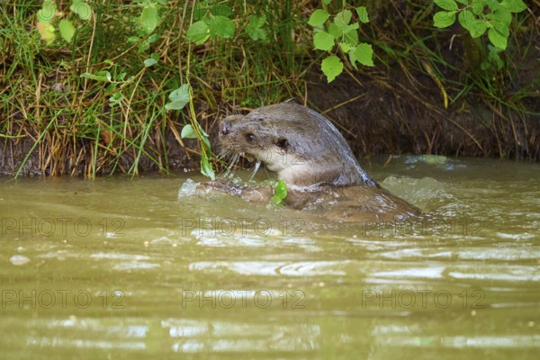 European otter (Lutra lutra), swimming on the shore and nibbling on branches, Germany