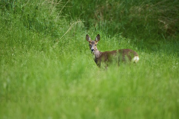 Roe deer (Capreolus capreolus), female standing attentively in the tall grass of a wide meadow, Germany