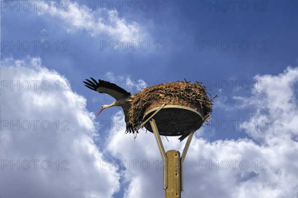 White stork (Ciconia ciconia) leaving its nest, cloudy sky, Kuhlrade, Mecklenburg-Western Pomerania, Germany