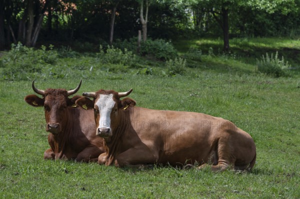 Lying dairy on the pasture, Franconia, Bavaria, Germany