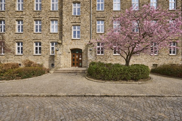 Tax office, sandstone building, flowering tree, Japanese flowering cherry (Prunus serrulata), hedge, cobblestone street, façade, window, entrance area, door, staircase, Tessenowstraße, Magdeburg, state capital, independent city, Saxony-Anhalt, Germany