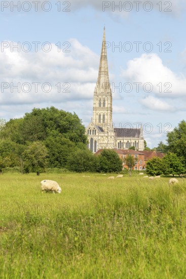 View over water meadows to Salisbury cathedral church, Salisbury, Wiltshire, England, UK