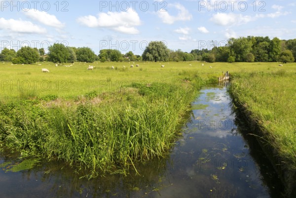 View east of drainage channel in watermeadow, Harnham Water Meadows, Salisbury, Wiltshire, England, UK
