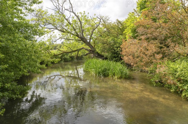 River Avon tributary stream near Harnham Water meadows, Salisbury, Wiltshire, England, UK