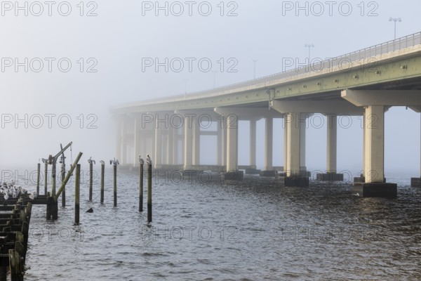 Pelicans sit on wood pilings near the Biloxi Bay Bridge that is dissapearing into the fog in Biloxi, Mississippi