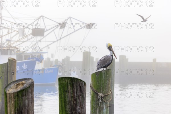 Brown Pelican (Pelecanus occidentalis) perched on a wood pile next to shrimp boats in the Biloxi Small Craft Harbor in Biloxi, Mississippi