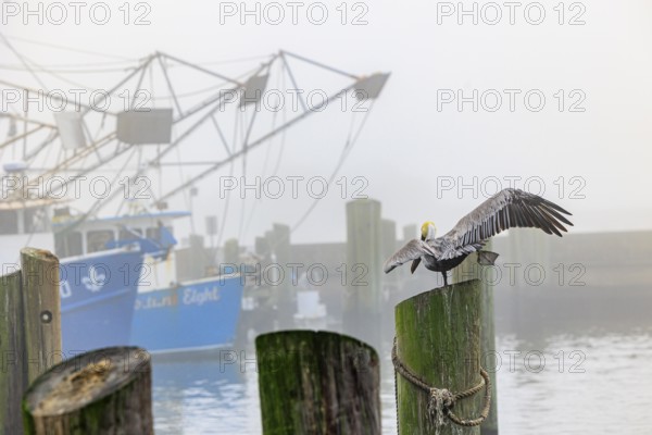 Brown Pelican (Pelecanus occidentalis) in a yoga pose on a wood pile next to shrimp boats in the Biloxi Small Craft Harbor in Biloxi, Mississippi