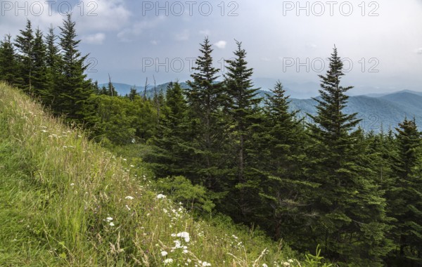 Hazy Blue Ridge Mountains in the distance behind evergreen trees near Clingman's Dome in Tennessee