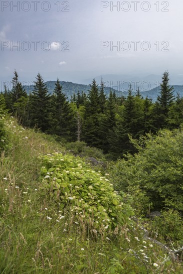 Hazy Blue Ridge Mountains in the distance behind evergreen trees near Clingman's Dome in Tennessee