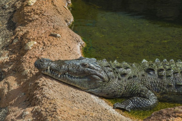 American Alligator in a pond on display in the Mississippi Aquarium on the gulf coast at Biloxi, Mississippi