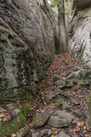 Tree growing between rock outcroppings at Cheyene Rock Village park near Leesburg, Alabama