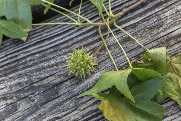 Sweet gum tree (Liquidambar styraciflua) leaves and unripe fruit on a wooden surface