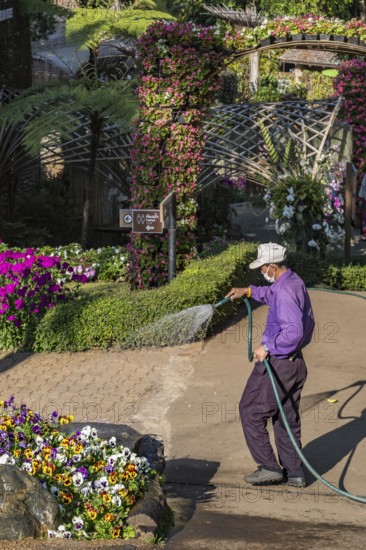 Laborer watering plants at Mae Fah Luang Gardens within the Doi Tung tourist attraction in Chiang Rai, Thailand