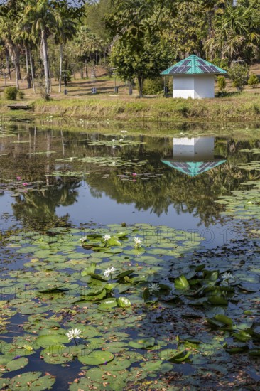 Lily pads in a pond on the campus of CRRU Shiangrai Rajabhat University in Chiang Rai, Thailand